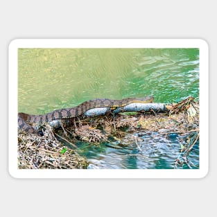 Water Snake Slithering Along Sticker